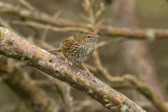 New Zealand Fernbird (Megalurus punctatus), New Zealand