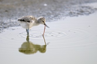 Saebelschnaebler (Recurvirostra avosetta), Avocet, Jungvogel bei der Nahrungssuche, mit Beute,