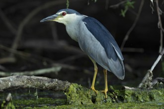 Black-crowned Night Heron (Nycticorax nycticorax), Baden-Wuerttemberg, Germany