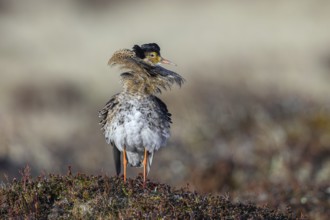 Ruff (Calidris pugnax) territorial male in breeding plumage at lek in spring, Scandinavia