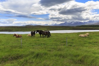 Several Icelandic horses, also Icelanders or Icelandic ponies, grazing in a meadow, mountains on