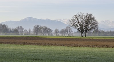 Freshly ploughed field, behind a row of trees and the Rigi, Reusstal, Freiamt, Canton Aargau,