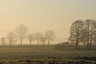 Meadows and trees in the early morning mist in the light of the rising sun, Reusstal, Aristau,