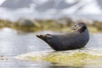 Harbour seal (Phoca vitulina) lying on a stone in the water, Mammals (Mammalia), Gravnesodden,