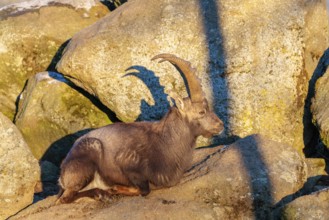 A male ibex (Capra ibex) rests on a rock in the warm evening light. Carinthia, Austria