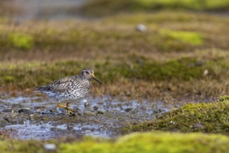 Black-legged stint (Calidris maritima) foraging, Aventdalen, Longyearbyen, Spitsbergen, Svalbard