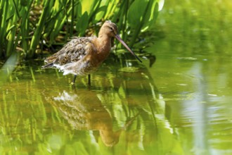 A bird standing in the water with reflection surrounded by green vegetation, Black-tailed Godwit