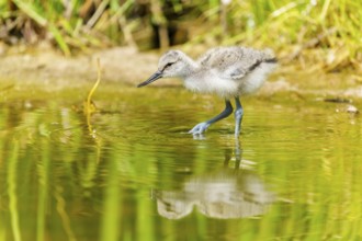 A fluffy young bird in shallow water with a perfect reflection, Avocet, (Recurvirostra avosetta),