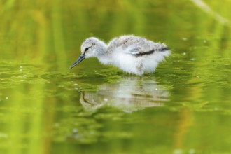 A bird in the water with reflected nature, Avocet, (Recurvirostra avosetta), France