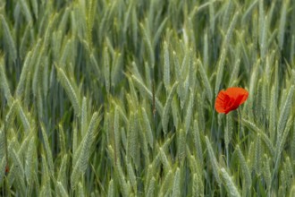 Poppies in a wheat field, near Markt Berolzheim, Altmühltal, Middle Franconia, Franconia, Bavaria,