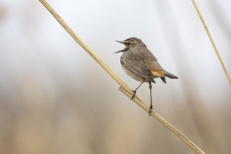 Bluethroat (Luscinia svecica cyanecula) ml Germany