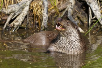 An otter with wet fur and visible teeth stands curiously in the water near the bushes, European