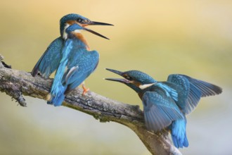 Generational conflicts... Kingfisher (Alcedo atthis), two kingfishers arguing, young bird on the