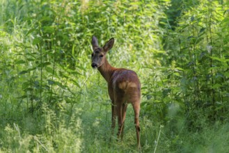 A female roe deer (Capreolus capreolus) crosses a nettle thicket. Bavaria, Germany