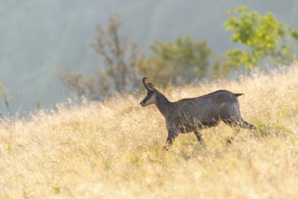 Chamois (Rupicapra rupicapra) on a meadow in the Vosges Mountains, wildlife, France