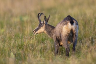Chamois (Rupicapra rupicapra) on a meadow in the Vosges Mountains, wildlife, France