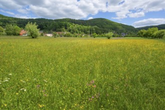 Spring meadow with cuckooflower (Silene flos cuculi) and buttercup (Ranunculus) in Franconian