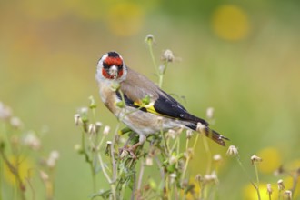 Stieglitz, Distelfink, Eurasian Goldfinch, Goldfinch, European Goldfinch, Carduelis carduelis,