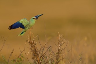Blauracke, European Roller, Roller, Coracias garrulus, Rollier d'Europe, Carraca Europea, Carraca