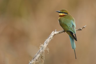 Blue-tailed Bee-eater (Merops philippinus), Sri Lanka