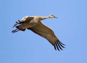A Sandhill Crane, Grus canadensis, flying over a field, near Saskatoon Saskatchewan