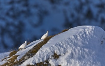 Rock Ptarmigan (Lagopus muta), Tyrol, Austria