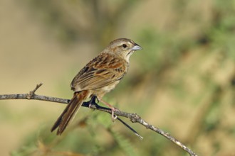Botteri's Sparrow Aimophila botterii Santa Rita Mountains, Pima County, Arizona, United States 29