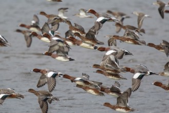 Eurasian Wigeon (Mareca penelope) group in flight, Netherlands