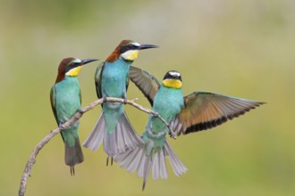 Bienenfresser, European Bee-eater, Bee-Eater, European Bee Eater, Merops apiaster, Guêpier
