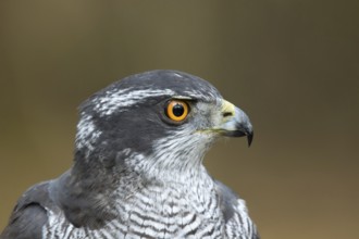 Havik, northern goshawk, Accipiter gentilis