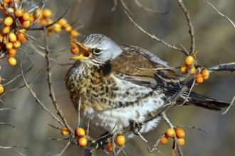 Fieldfare (Turdus pilaris) feeding on berries of Common sea buckthorn (Hippophae rhamnoides),