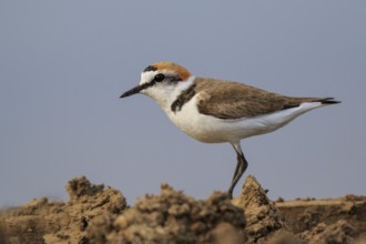 Kentish Plover (Charadrius alexandrinus) male, Greece