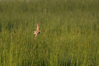 Little Ringed Plover (Charadrius dubius) flying, Mallorca, Spain