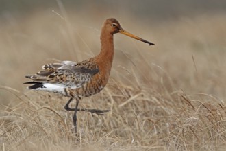 Uferschnepfe (Limosa limosa)