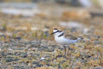 Kentish Plover (Charadrius alexandrinus) male, Greece