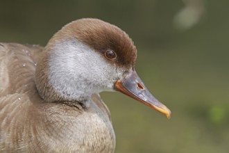 Red-crested Pochard (Netta rufina) female, Baden-Wuerttemberg, Germany