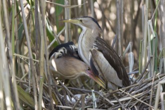 Little Bittern (Ixobrychus minutus) pair at nest, Nizhegorodskaya, Russia
