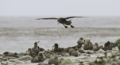 Southern Giant Petrel (Macronectes giganteus), Falkland Islands