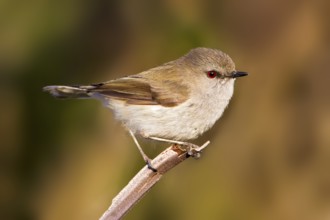 Grey Gerygone (Gerygone igata), Stewart Island, New Zealand