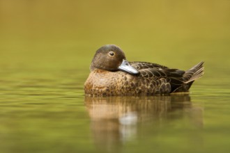Brown Teal (Anas chlorotis) female, North Island, New Zealand