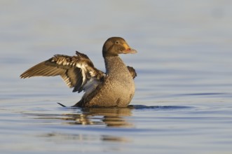 King Eider (Somateria spectabilis) juvenile, California, USA