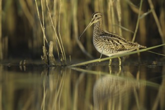 Common Snipe (Gallinago gallinago), Thuringia, Germany