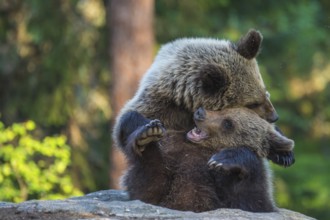 Eurasian Brown Bear (Ursus arctos) two fighting in forest, Finland