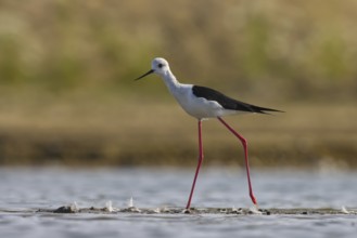 Black-winged Stilt (Himantopus himantopus) male foraging, North Rhine-Westphalia, Germany