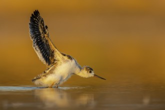 Black-winged Stilt (Himantopus himantopus) juvenile flapping, North Rhine-Westphalia, Germany