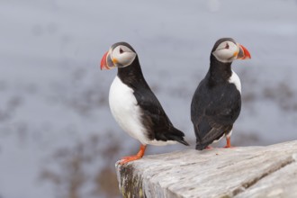 Atlantic Puffin (Fratercula arctica) pair, Iceland
