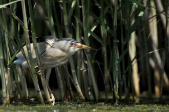 Little Bittern (Ixobrychus minutus) foraging, Bulgaria