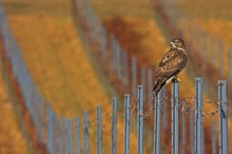 Common Buzzard (Buteo buteo), Rhineland-Palatinate, Germany