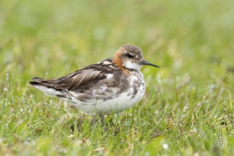 Red-necked Phalarope (Phalaropus lobatus) male in field, Iceland