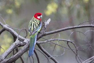 Eastern Rosella (Platycercus eximius) male perched on a branch, Victoria, Australia